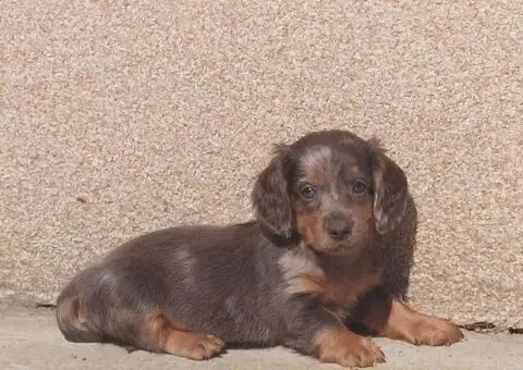 Dugodlaki jazavicar - 5/5