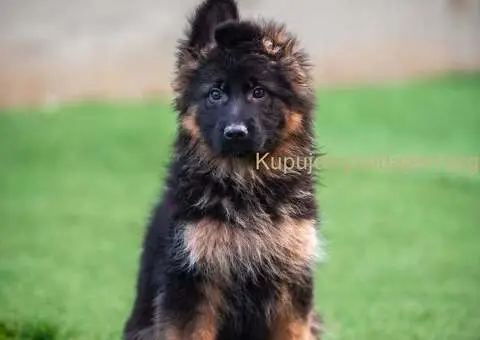 Dugodlaki nemački ovčar štenci - 1/9