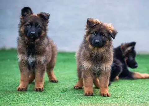 Dugodlaki nemački ovčar štenci - 2/9