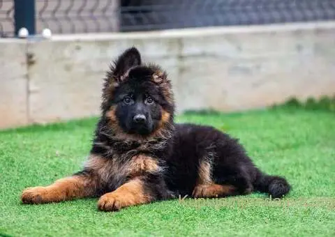Dugodlaki nemački ovčar štenci - 3/9