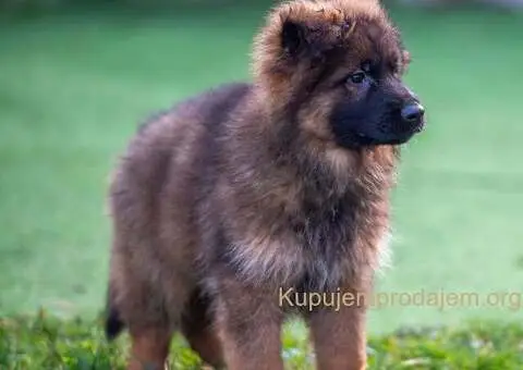Dugodlaki nemački ovčar štenci - 6/9