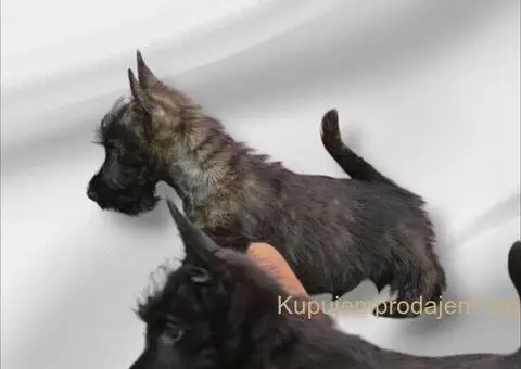 ŠKOTSKI TERIIJER štenci - 1/5