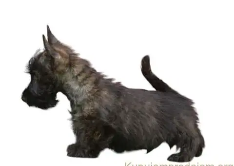 ŠKOTSKI TERIIJER štenci - 2/5