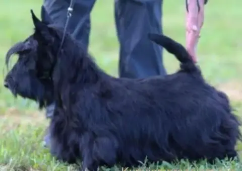 ŠKOTSKI TERIIJER štenci - 3/5