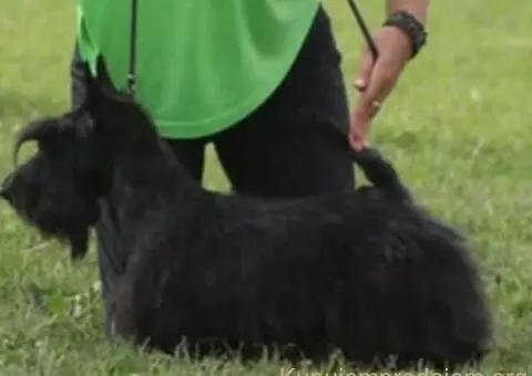 ŠKOTSKI TERIIJER štenci - 4/5