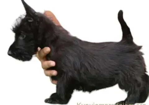 ŠKOTSKI TERIIJER štenci - 5/5