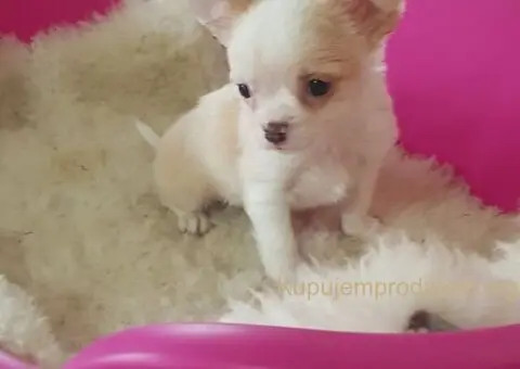 Na prodaju prelepe teacup ČIVAVE - 1/4