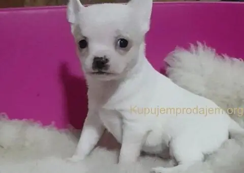 Na prodaju prelepe teacup ČIVAVE - 2/4