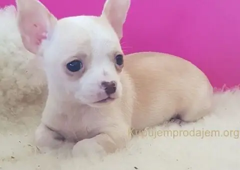 Na prodaju prelepe teacup ČIVAVE - 3/4