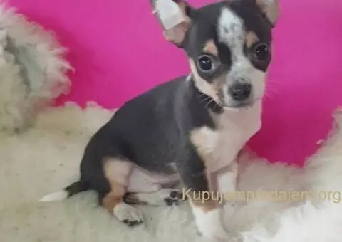 Na prodaju prelepe teacup ČIVAVE - 4/4