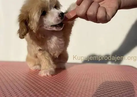 Kineski ćubasti pas štenci - 1/11