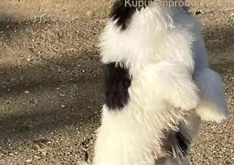 Kineski ćubasti pas štenci - 2/11