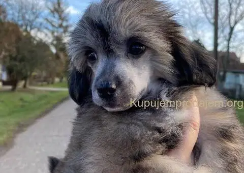 Kineski ćubasti pas štenci - 3/11