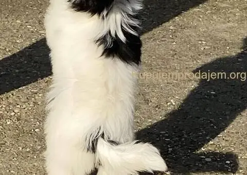 Kineski ćubasti pas štenci - 4/11