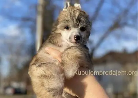Kineski ćubasti pas štenci - 5/11