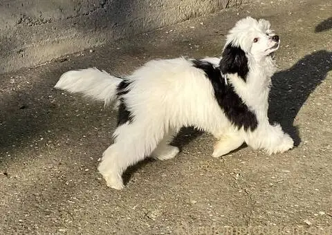 Kineski ćubasti pas štenci - 6/11