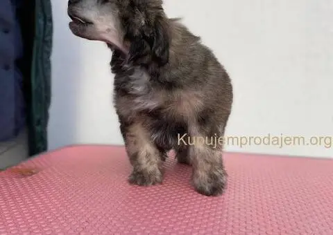 Kineski ćubasti pas štenci - 7/11