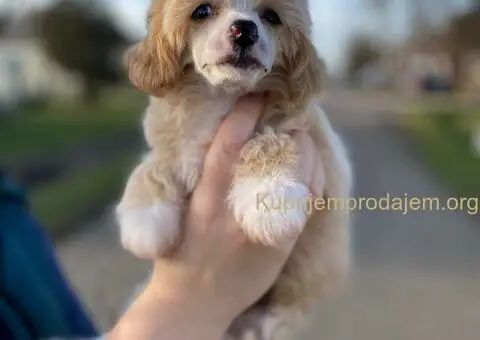 Kineski ćubasti pas štenci - 8/11