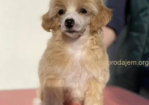 Kineski ćubasti pas štenci - 9/11