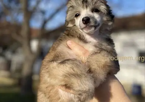 Kineski ćubasti pas štenci - 10/11