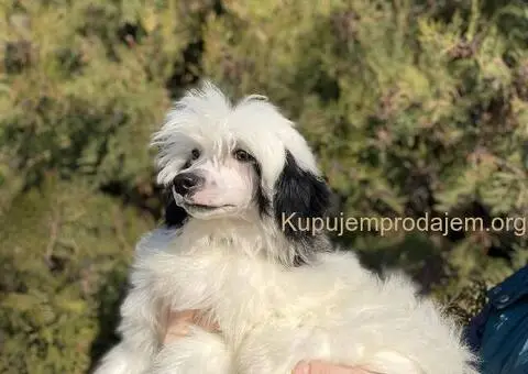 Kineski ćubasti pas štenci - 11/11