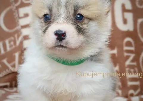 Velški korgi - pembrok PRELEPI štenci - 3/11