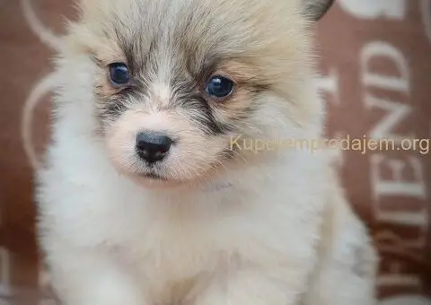 Velški korgi - pembrok PRELEPI štenci - 4/11