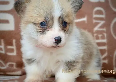 Velški korgi - pembrok PRELEPI štenci - 5/11