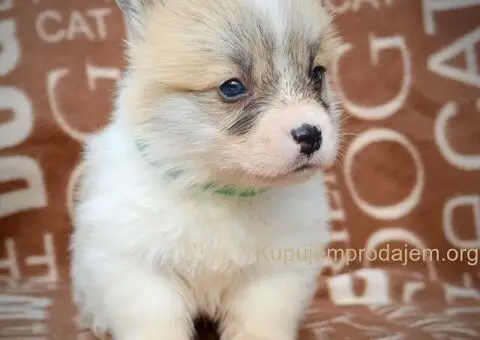 Velški korgi - pembrok PRELEPI štenci - 7/11