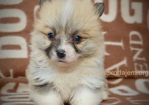 Velški korgi - pembrok PRELEPI štenci - 10/11