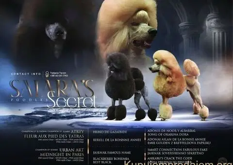 Štenci standard poodle - 1/5