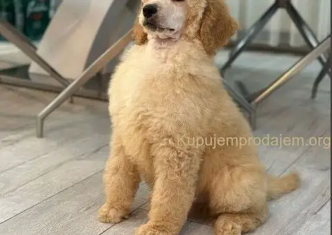 Štenci standard poodle - 2/5