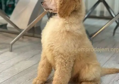Štenci standard poodle - 3/5