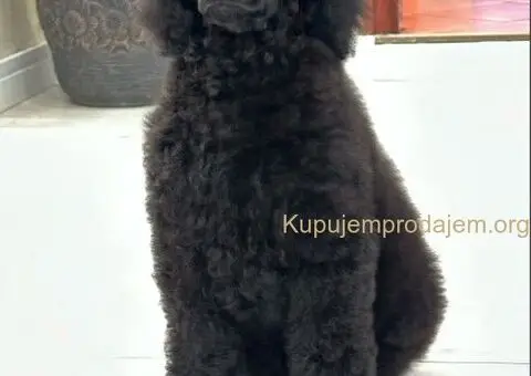 Štenci standard poodle - 4/5