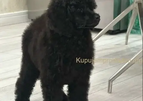 Štenci standard poodle - 5/5