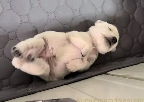 Patuljasti ŠNAUCERI biber so - 1/12