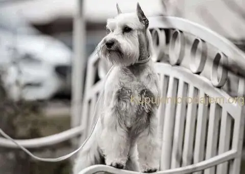 Patuljasti ŠNAUCERI biber so - 9/12