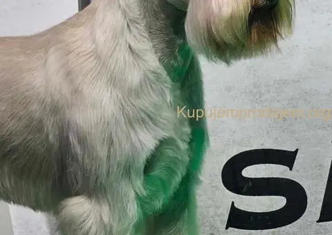 Patuljasti ŠNAUCERI biber so - 12/12