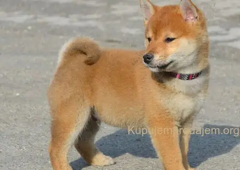 Shiba inu stenci - 1/12