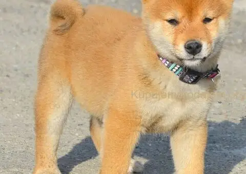 Shiba inu stenci - 2/12