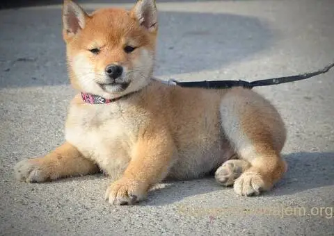 Shiba inu stenci - 3/12