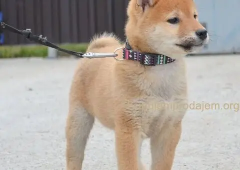 Shiba inu stenci - 4/12