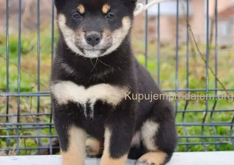 Shiba inu stenci - 5/12