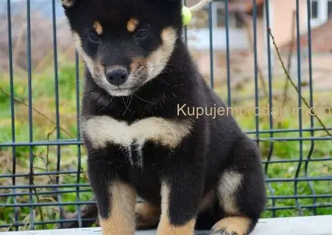 Shiba inu stenci - 6/12