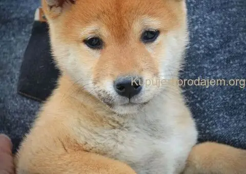 Shiba inu stenci - 7/12
