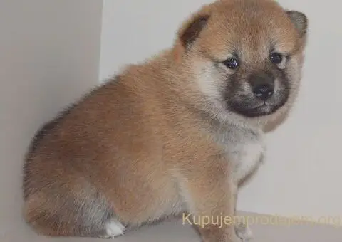 Shiba inu stenci - 8/12