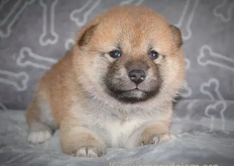 Shiba inu stenci - 9/12