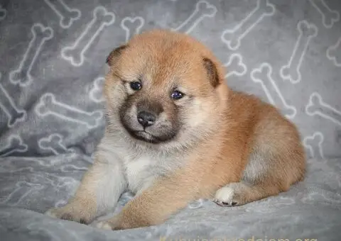 Shiba inu stenci - 10/12