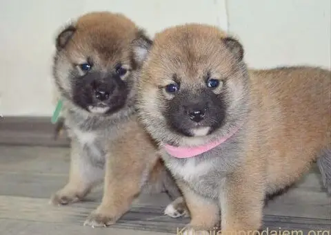 Shiba inu stenci - 11/12