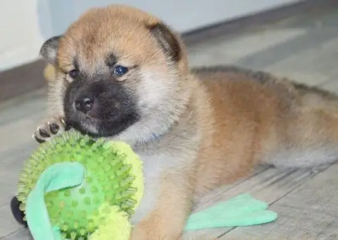 Shiba inu stenci - 12/12